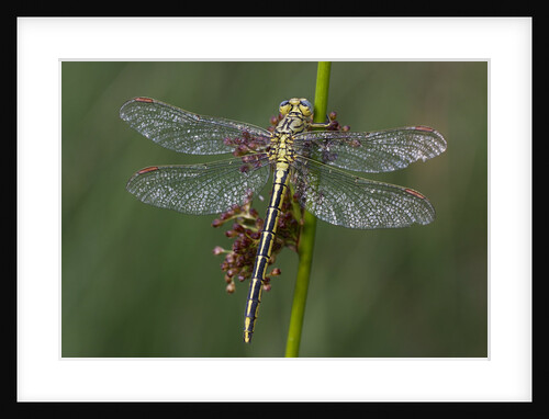 Female Western Clubtail by Anonymous