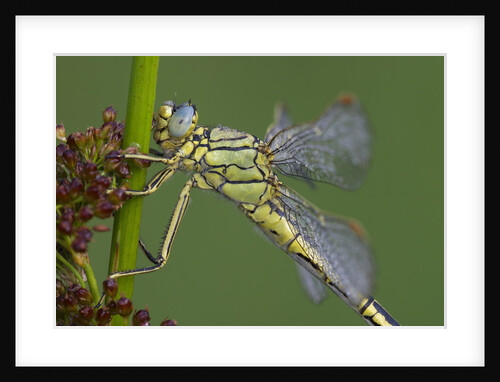 Female Western Clubtail by Anonymous