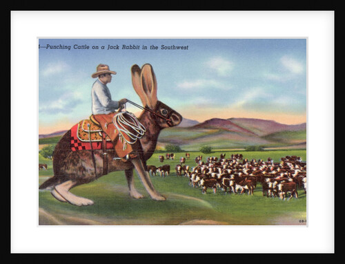 Punching Cattle on a Jack Rabbit in the Southwest Postcard by Anonymous