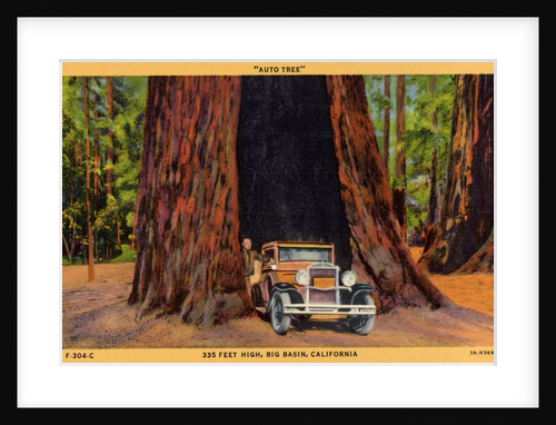 Car Passing Through Base of Giant Tree by Anonymous