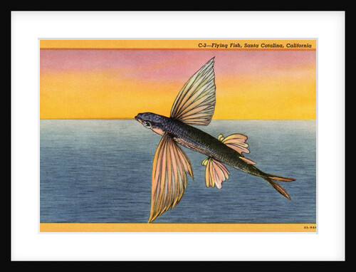 Flying Fish by Anonymous