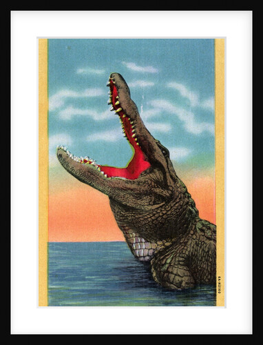 Drop in Any Time in Florida Postcard by Anonymous