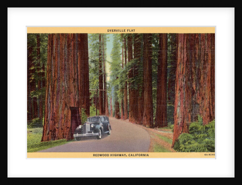 Redwood Highway by Anonymous