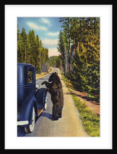 Bear Begging for Food by Anonymous