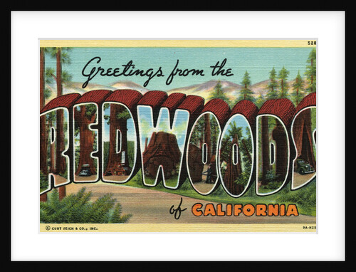 Greeting Card from the Redwoods by Anonymous