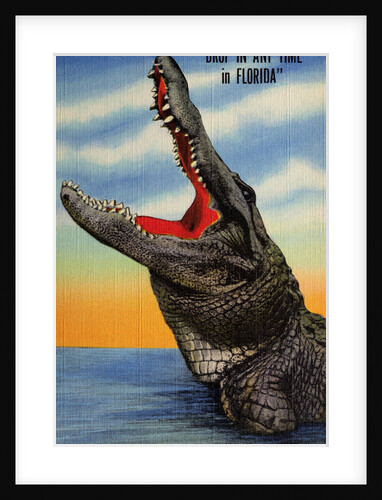 Drop in Any Time in Florida Postcard by Anonymous