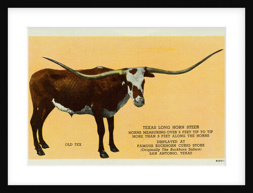 Texas Longhorn by Anonymous