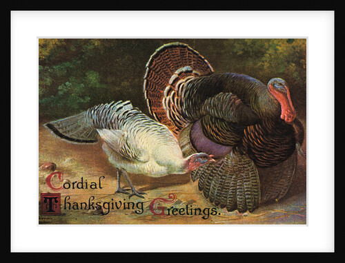 Postcard of Turkeys by Anonymous