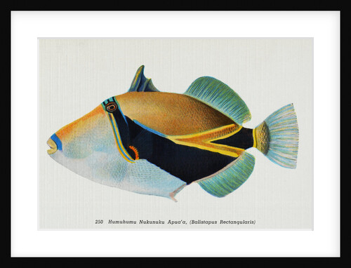Postcard of Balistapus Rectangularis Fish by Anonymous