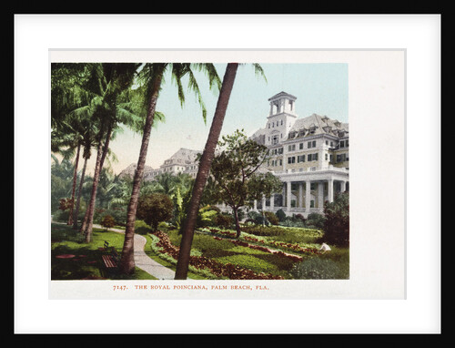 The Royal Poinciana Postcard by Anonymous