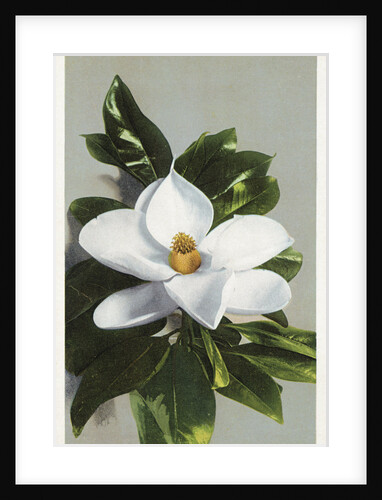 Magnolia Blossom Postcard by Anonymous