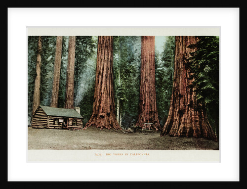 Big Trees in California Postcard by Anonymous