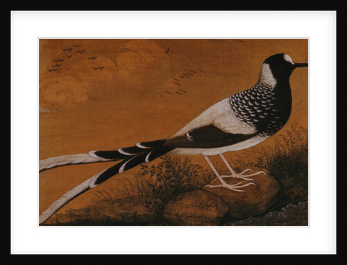 Spotted Forktail, on Silk Jahangir by Anonymous