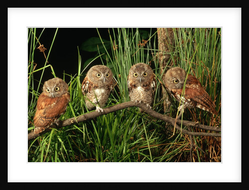 Eastern Screech Owl Fledglings by Anonymous