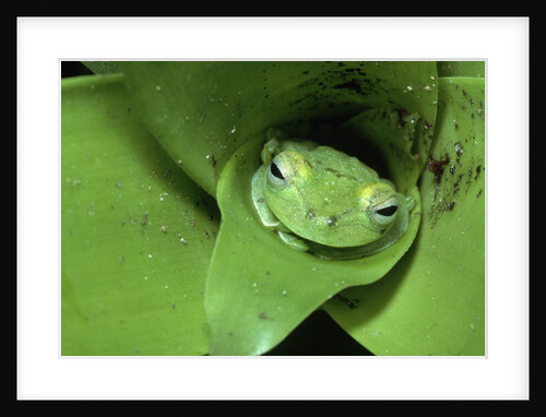 Treefrog in Center of Plant by Anonymous