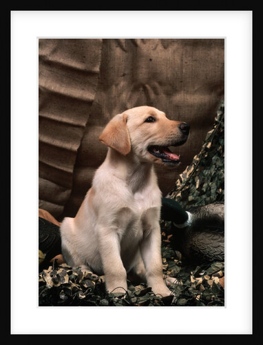 Labrador Retriever Puppy by Anonymous