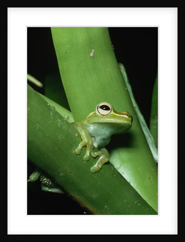 Treefrog by Anonymous