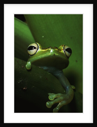 Green Tree Frog in Green Leaves by Anonymous