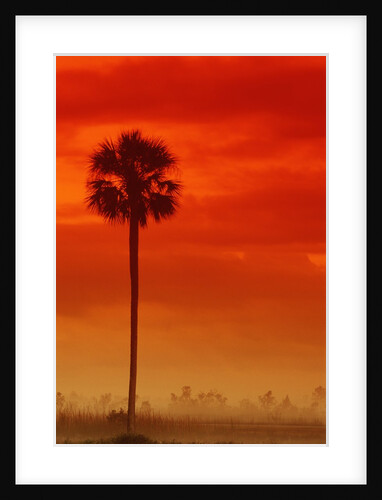 Royal Palm in Everglades by Anonymous