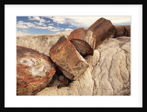 Petrified Logs by Anonymous