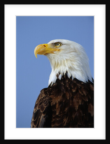 Profile of a Bald Eagle by Anonymous