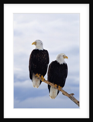 Bald Eagles on Tree Branch by Anonymous