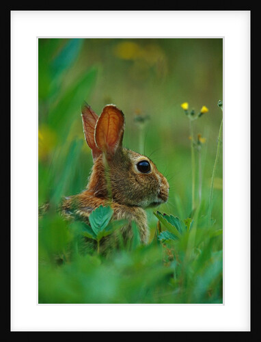 Cottontail Rabbit in the Grass by Anonymous