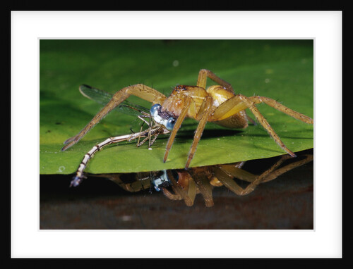 Six-Spotted Fishing Spider Eating Damselfly by Anonymous