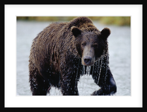 Brown Bear in Salmon Stream by Anonymous