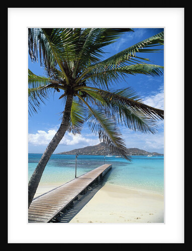 Palm Tree Hanging Over Beach Dock by Anonymous