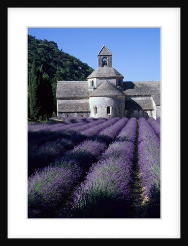 Abbey and Lavender Fields by Anonymous