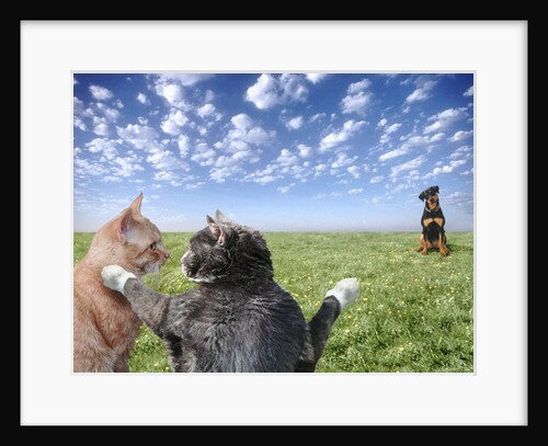 Cats and dogs by Anonymous