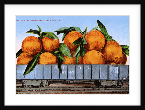 A Carload of Navel Oranges Postcard by Anonymous