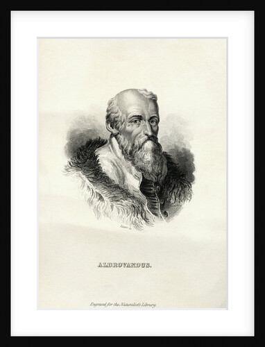 Engraving of Ulisse Aldrovandi by Anonymous