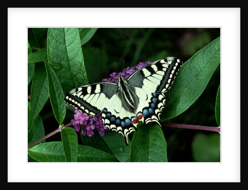Swallowtail Butterfly by Anonymous