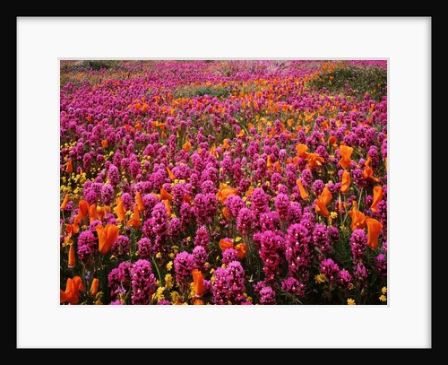 Poppy field - Antelope Valley, California by Anonymous