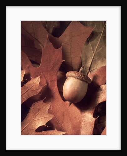 Autumn Acorns and Leaves by Anonymous