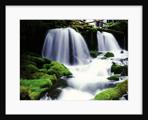 Gifford Pinchot National Forest - Washington by Anonymous