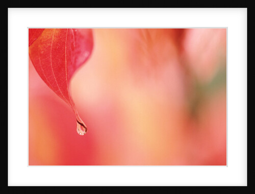 Dewdrop in the fall by Anonymous