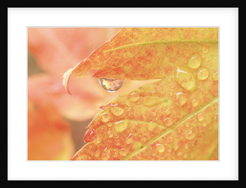 Vine maple leaf in a dew drop by Anonymous