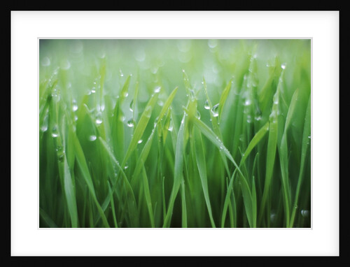Wet grass by Anonymous