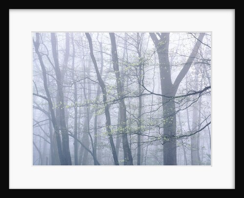 Dogwood Trees in Great Smoky Mountains National Park by Anonymous