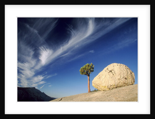 Tree and boulder - Yosemite National Park by Anonymous