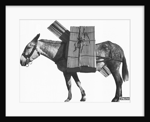 Profile of a Pack Mule by Anonymous