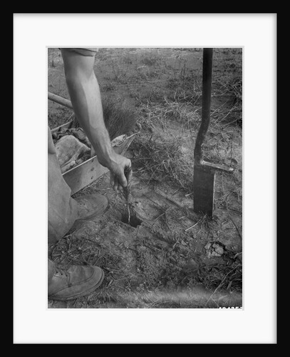 Replanting Pine Trees for Reforestation by Anonymous