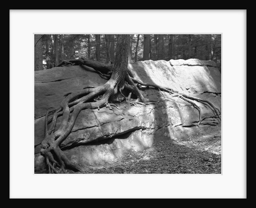 Tree Growing from a Rock by Anonymous