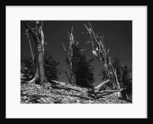 Bristlecone Pine Trees by Anonymous