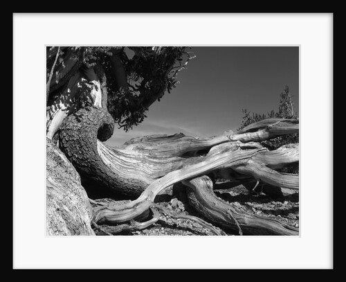 Bristlecone Pine Tree by Anonymous