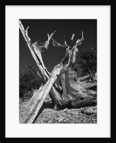Bristlecone Pine Tree by Anonymous