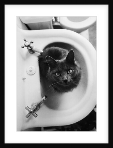 Cat Sitting In Bathroom Sink by Anonymous